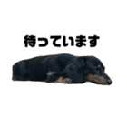 カニンヘンダックスフンドのカヌレです（個別スタンプ：13）