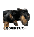 カニンヘンダックスフンドのカヌレです（個別スタンプ：17）