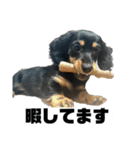 カニンヘンダックスフンドのカヌレです（個別スタンプ：19）