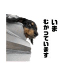 カニンヘンダックスフンドのカヌレです（個別スタンプ：20）
