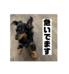カニンヘンダックスフンドのカヌレです（個別スタンプ：21）