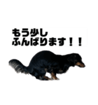 カニンヘンダックスフンドのカヌレです（個別スタンプ：23）