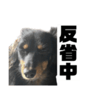 カニンヘンダックスフンドのカヌレです（個別スタンプ：26）