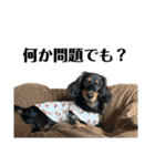 カニンヘンダックスフンドのカヌレです（個別スタンプ：28）