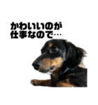 カニンヘンダックスフンドのカヌレです（個別スタンプ：30）