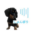 カニンヘンダックスフンドのカヌレです（個別スタンプ：31）