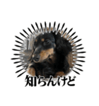 カニンヘンダックスフンドのカヌレです（個別スタンプ：33）