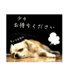 ちわわ★すたんぷ（個別スタンプ：22）
