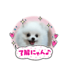 ポメラニアン風スタンプ（個別スタンプ：1）