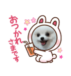 ポメラニアン風スタンプ（個別スタンプ：4）