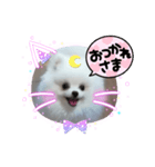 ポメラニアン白丸のスタンプ（個別スタンプ：4）