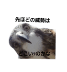 能ある鷹は爪を隠さず（個別スタンプ：6）