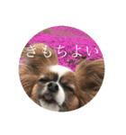 群馬のパピヨン さくすば2（個別スタンプ：4）