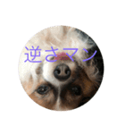 群馬のパピヨン さくすば2（個別スタンプ：6）