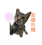 平和な猫's（個別スタンプ：1）