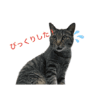 平和な猫's（個別スタンプ：3）