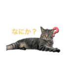 平和な猫's（個別スタンプ：4）