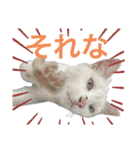 平和な猫's（個別スタンプ：9）