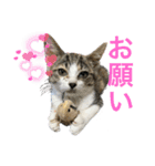 平和な猫's（個別スタンプ：10）