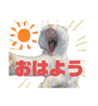 平和な猫's（個別スタンプ：13）