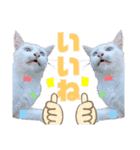 平和な猫's（個別スタンプ：14）
