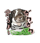 うさぎの「ピカちゃん」と ゆかいなお友達（個別スタンプ：13）