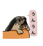 うさぎの「ピカちゃん」と ゆかいなお友達（個別スタンプ：21）