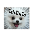 ポメラニスタンプ（個別スタンプ：3）