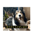 シンプルによく喋る犬(字幕風)（個別スタンプ：1）