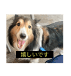 シンプルによく喋る犬(字幕風)（個別スタンプ：2）