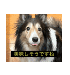 シンプルによく喋る犬(字幕風)（個別スタンプ：4）