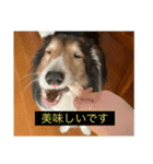 シンプルによく喋る犬(字幕風)（個別スタンプ：5）