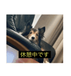 シンプルによく喋る犬(字幕風)（個別スタンプ：7）