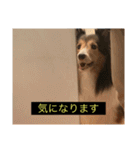 シンプルによく喋る犬(字幕風)（個別スタンプ：8）