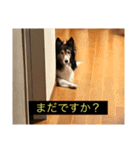 シンプルによく喋る犬(字幕風)（個別スタンプ：9）