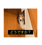 シンプルによく喋る犬(字幕風)（個別スタンプ：10）