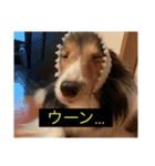 シンプルによく喋る犬(字幕風)（個別スタンプ：11）