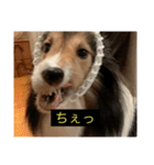 シンプルによく喋る犬(字幕風)（個別スタンプ：12）