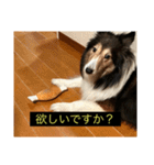 シンプルによく喋る犬(字幕風)（個別スタンプ：13）