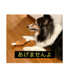 シンプルによく喋る犬(字幕風)（個別スタンプ：14）