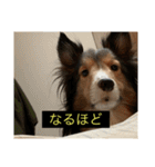 シンプルによく喋る犬(字幕風)（個別スタンプ：15）