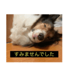 シンプルによく喋る犬(字幕風)（個別スタンプ：16）