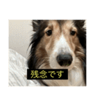 シンプルによく喋る犬(字幕風)（個別スタンプ：17）