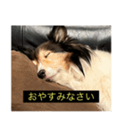 シンプルによく喋る犬(字幕風)（個別スタンプ：18）