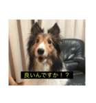 シンプルによく喋る犬(字幕風)（個別スタンプ：19）