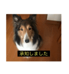 シンプルによく喋る犬(字幕風)（個別スタンプ：22）