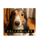 シンプルによく喋る犬(字幕風)（個別スタンプ：23）