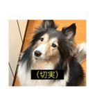 シンプルによく喋る犬(字幕風)（個別スタンプ：24）