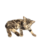 ルイ(文字なし)（個別スタンプ：2）