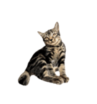 ルイ(文字なし)（個別スタンプ：5）